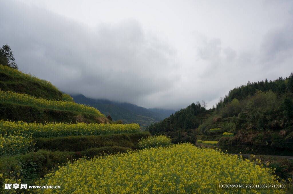 山间梯田油菜花美景