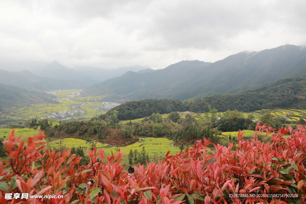 山间红植物与朦胧远山