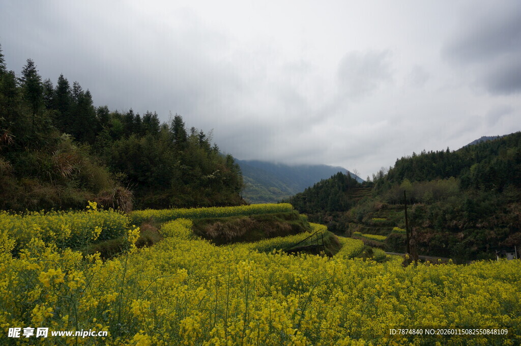 山间油菜花海田园美景