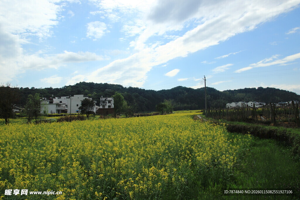 春日油菜田乡村美景
