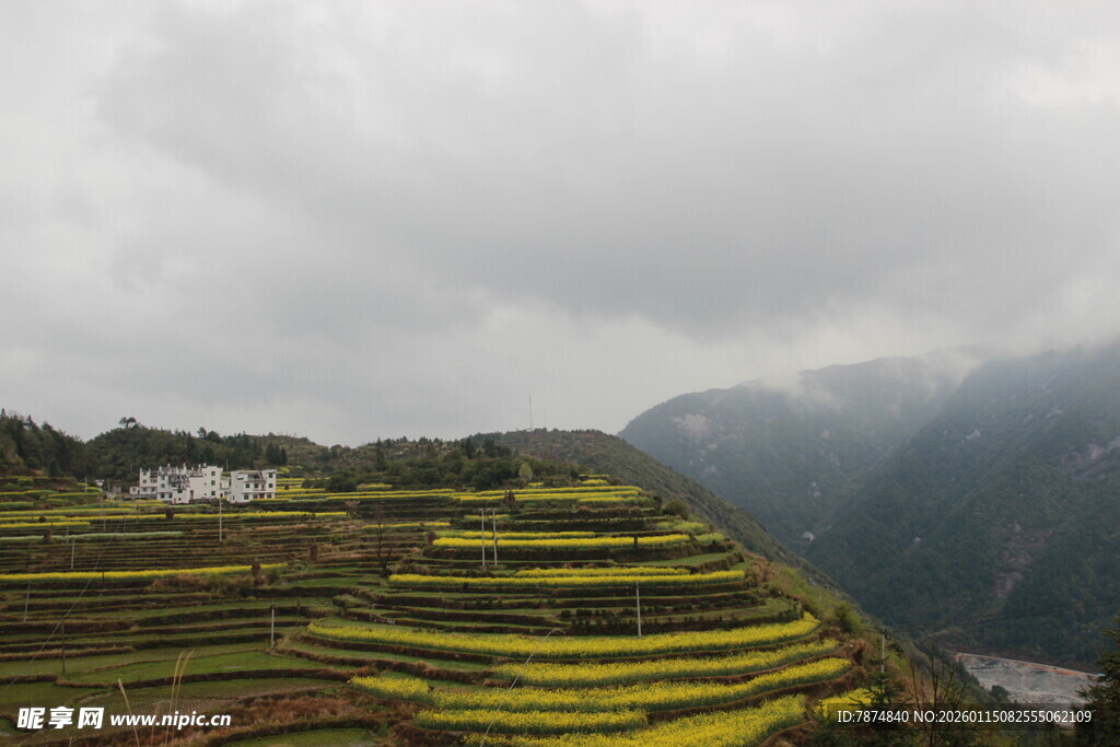 山间梯田油菜花美景