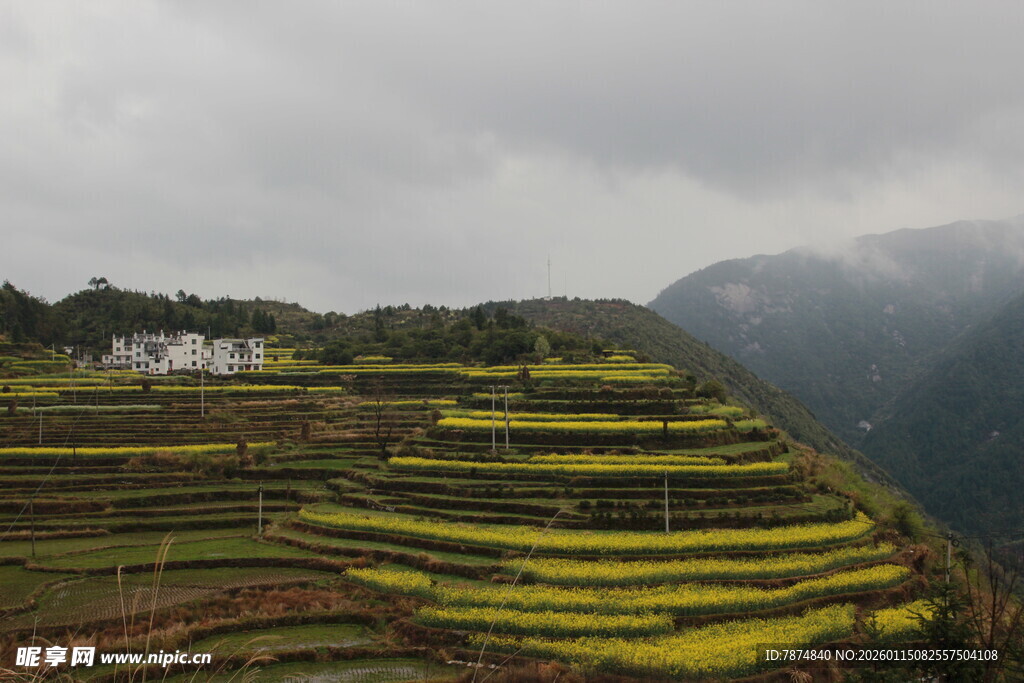 云雾下的梯田油菜美景