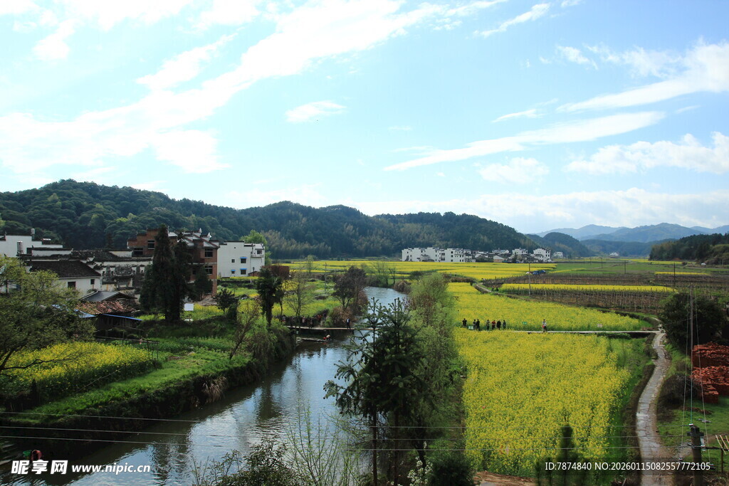 乡村河畔油菜田美景