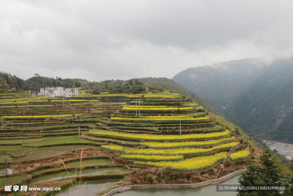 山间梯田油菜花美景