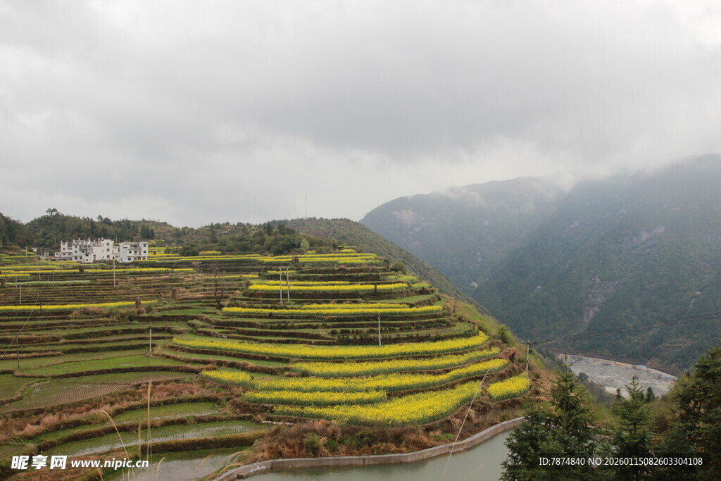 梯田油菜花海山间美景