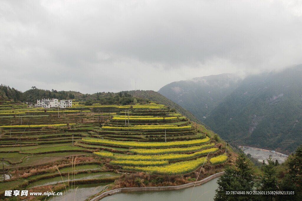 梯田油菜花景观