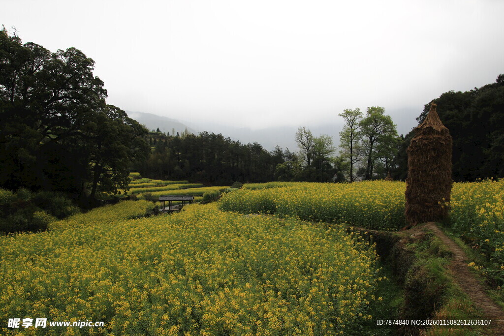 金黄油菜田中的乡村景致