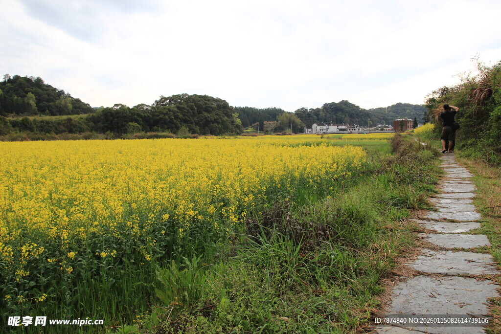乡间石板路旁的金黄油菜花