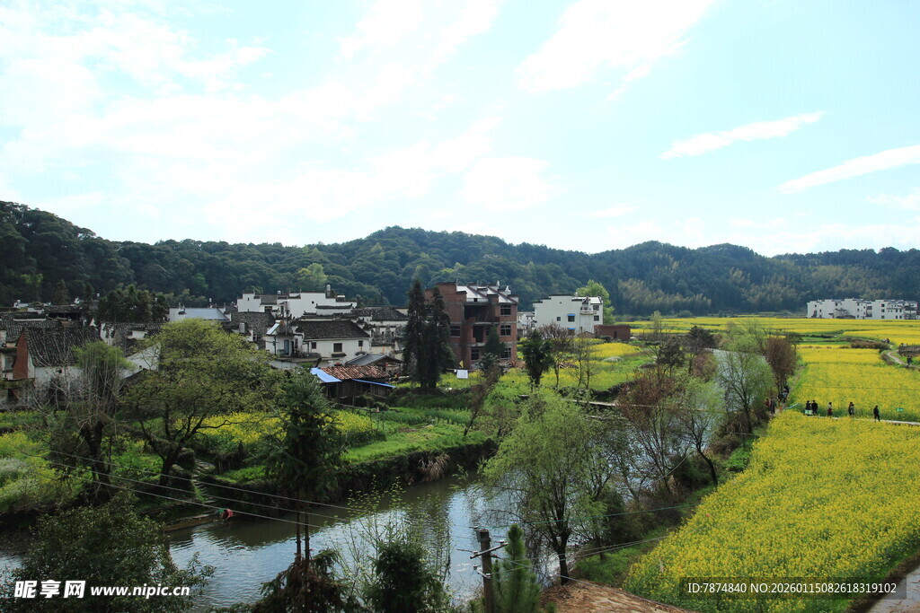 田园风光中的金黄稻田美景