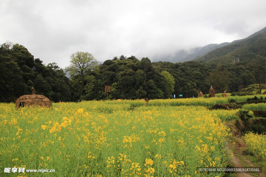 春日黄花田野风光图