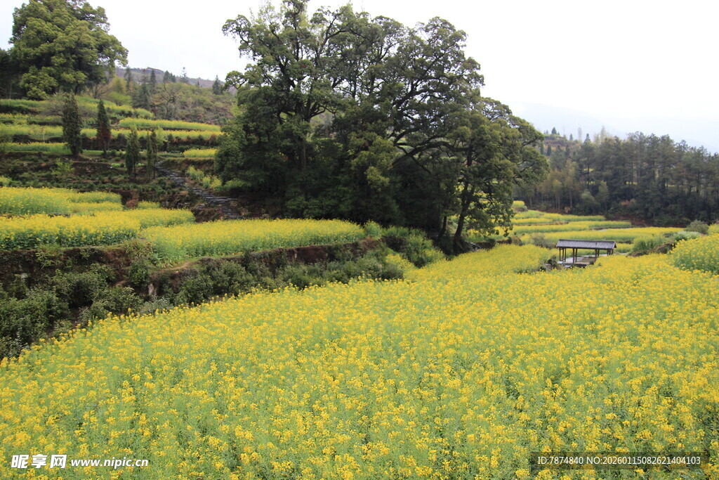 金黄油菜花田乡村美景