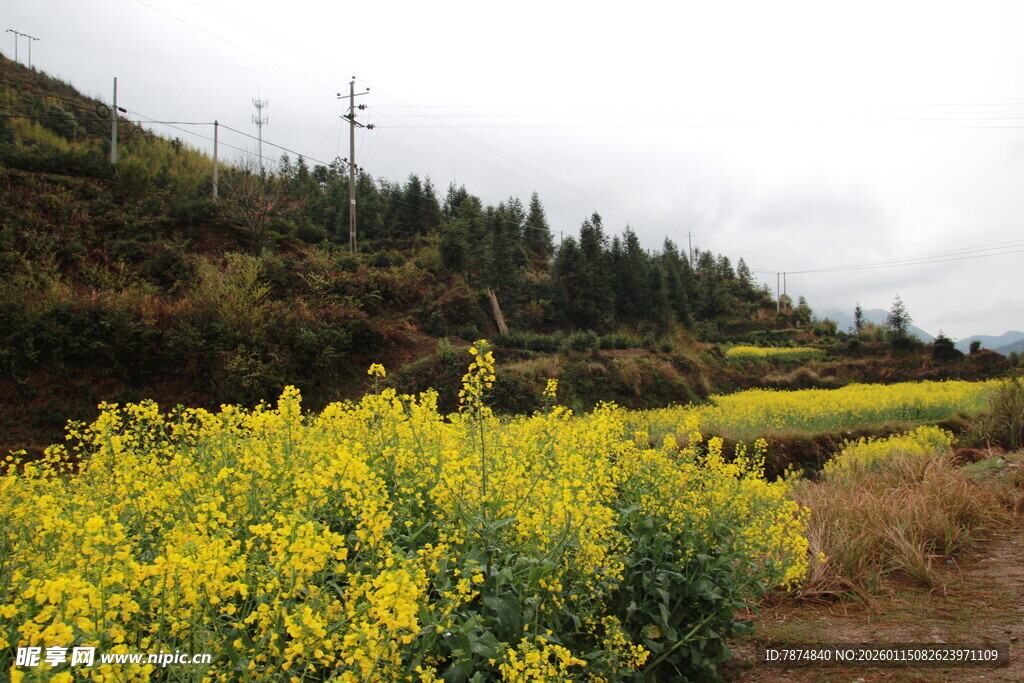 山间灿烂的黄色油菜花田