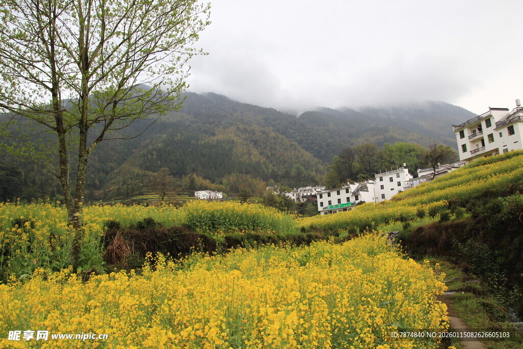 春日山间金黄花田美景