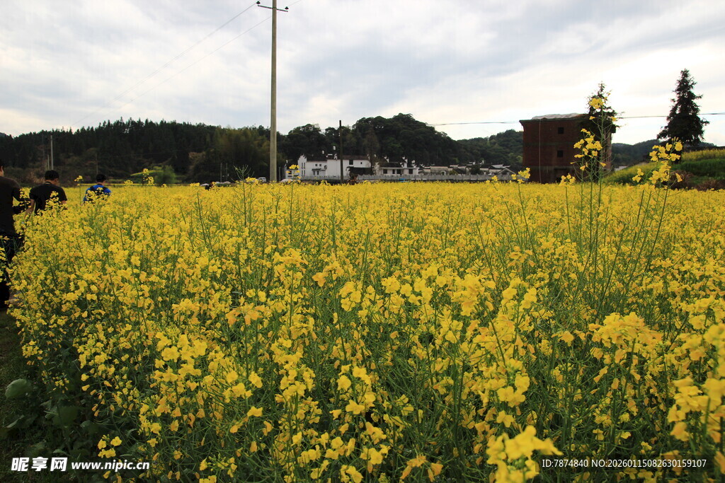 金黄油菜花田田园美景