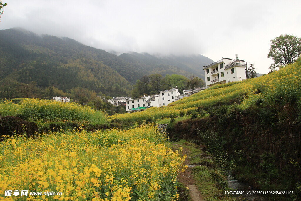 山间油菜花开的美丽景致