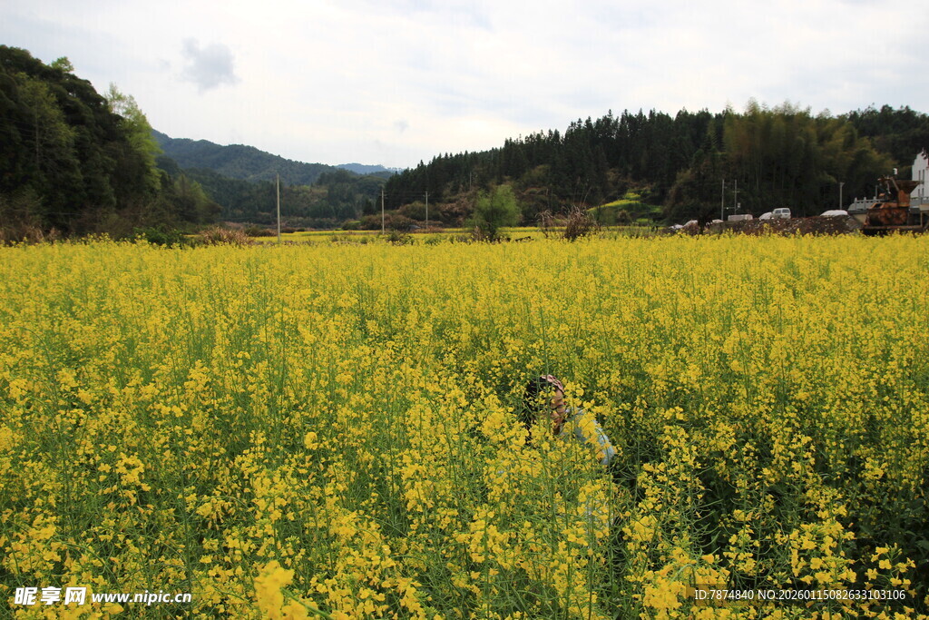 金黄油菜田 乡村春日美景
