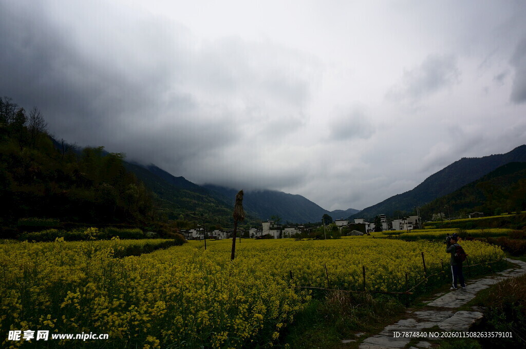 山间油菜花海 云雾缭绕