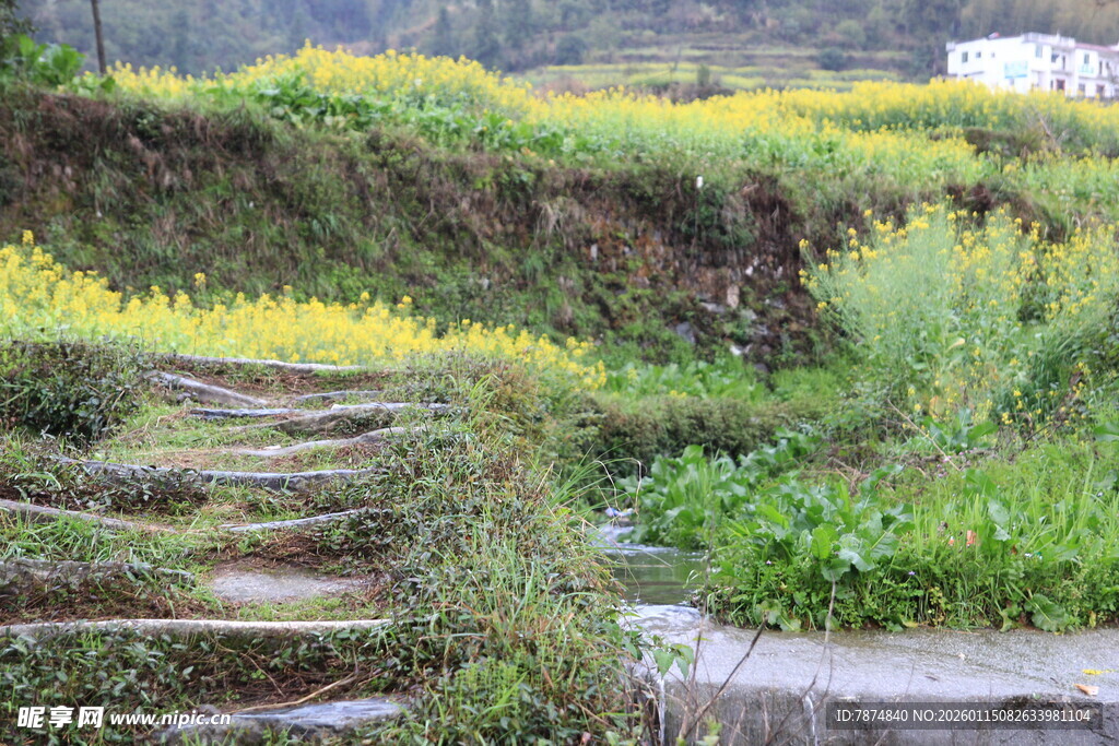 山间石阶旁的田园景致