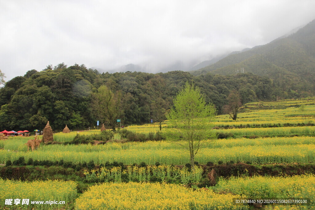 山间油菜田美景