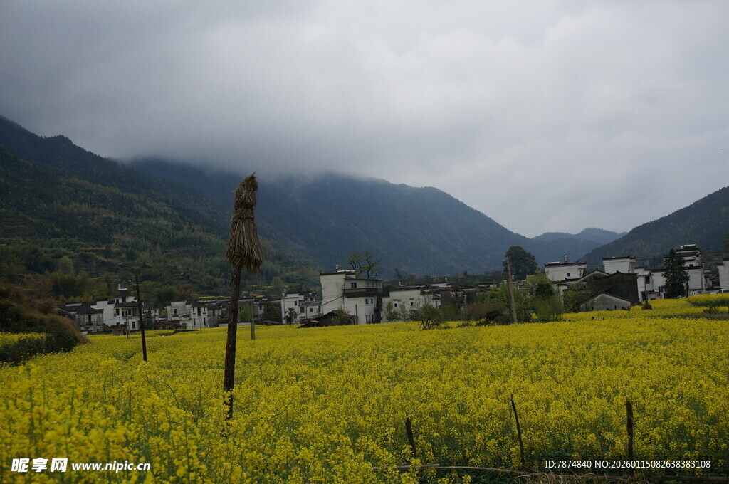 山间油菜田 乡村美景