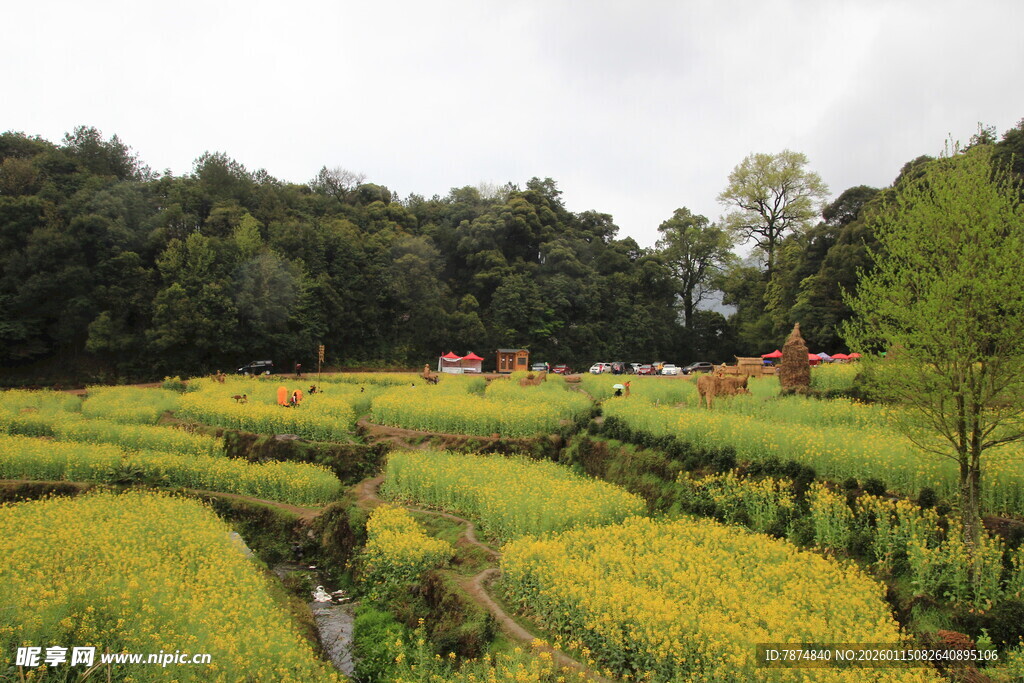 田园多彩稻田美景