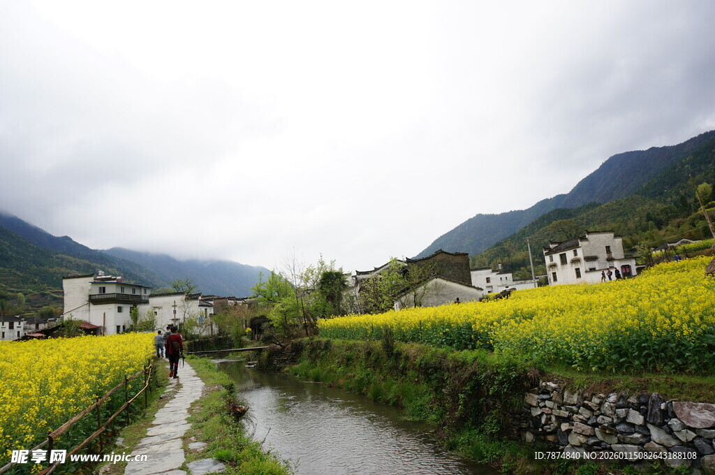 山间田园油菜花美景