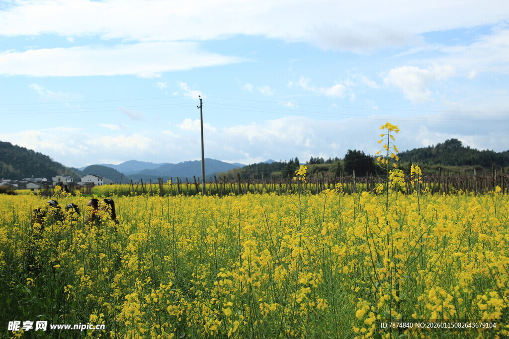 金黄油菜田 田园好风光