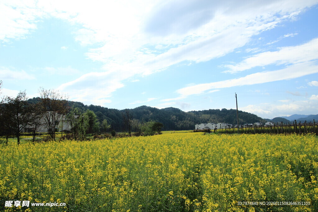 金黄油菜田与蓝天白云