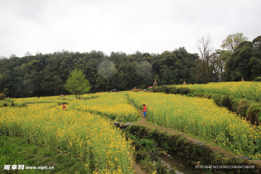田园风光中的农人劳作
