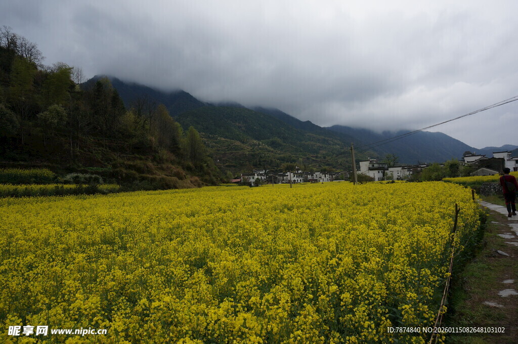 金黄油菜田与远山村落