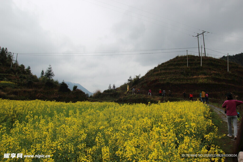 山间油菜花海中的行人