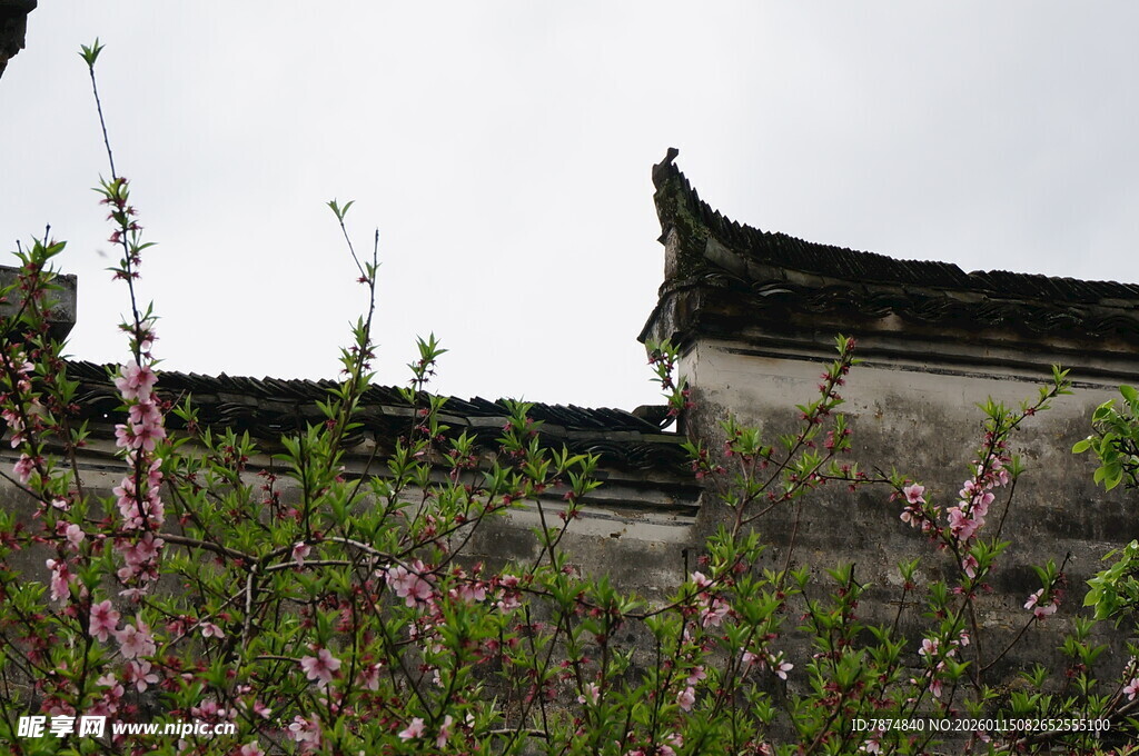 古屋檐下的烂漫花丛