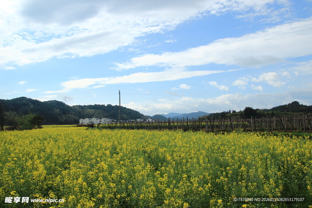 金黄油菜田 远山蓝天景