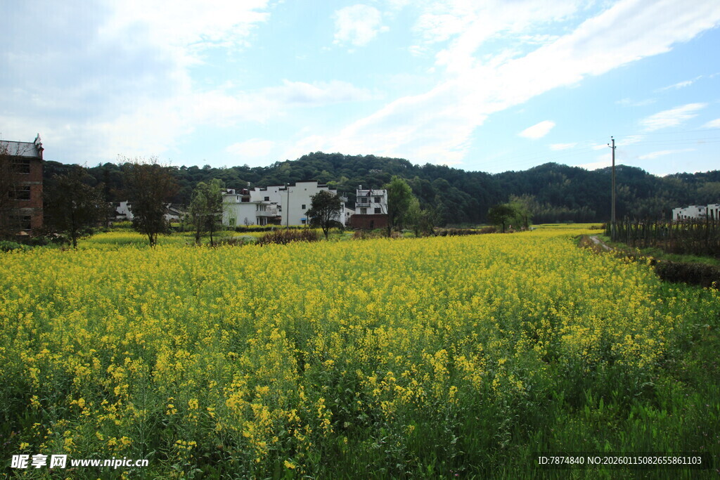春日油菜花海田园风光