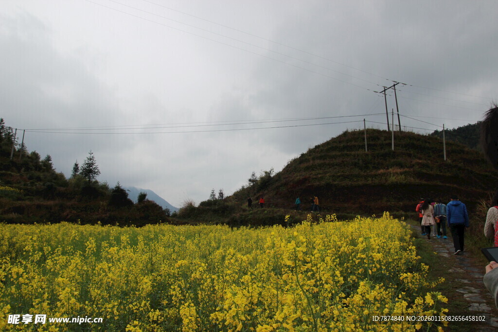 山间油菜花海中的漫步人群