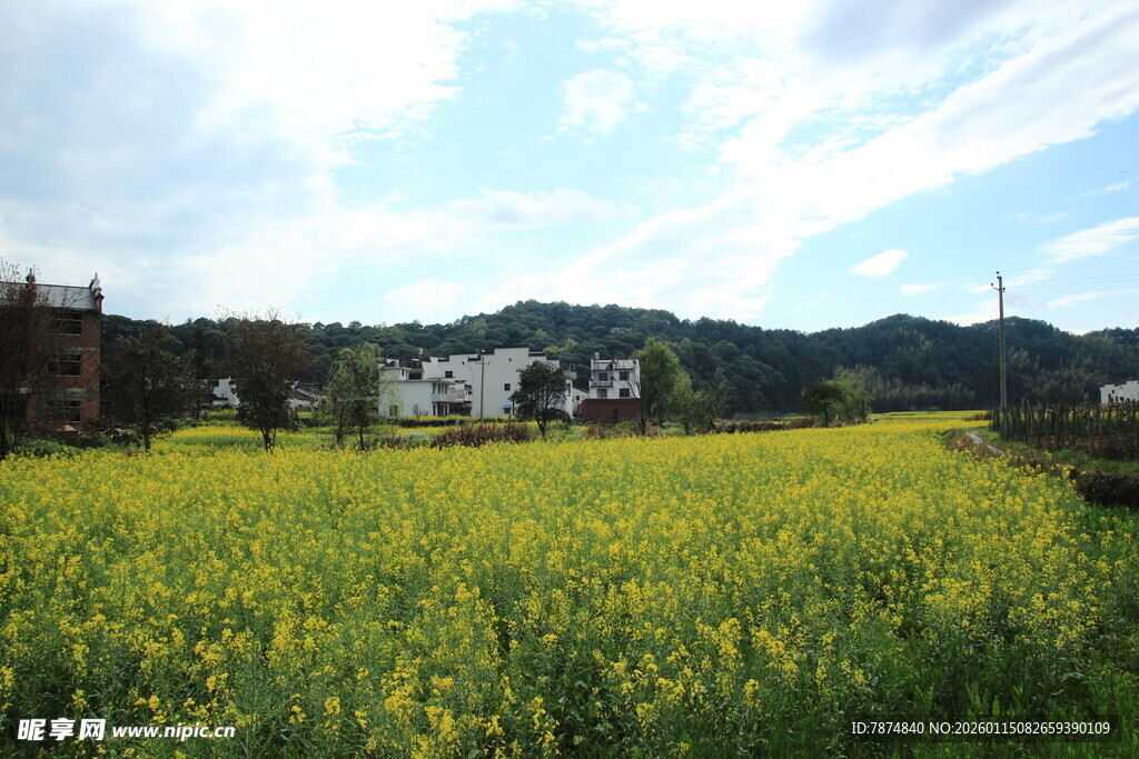 春日油菜田中的乡村景致