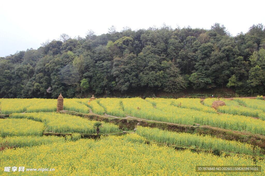 金黄稻田与葱郁树林景观
