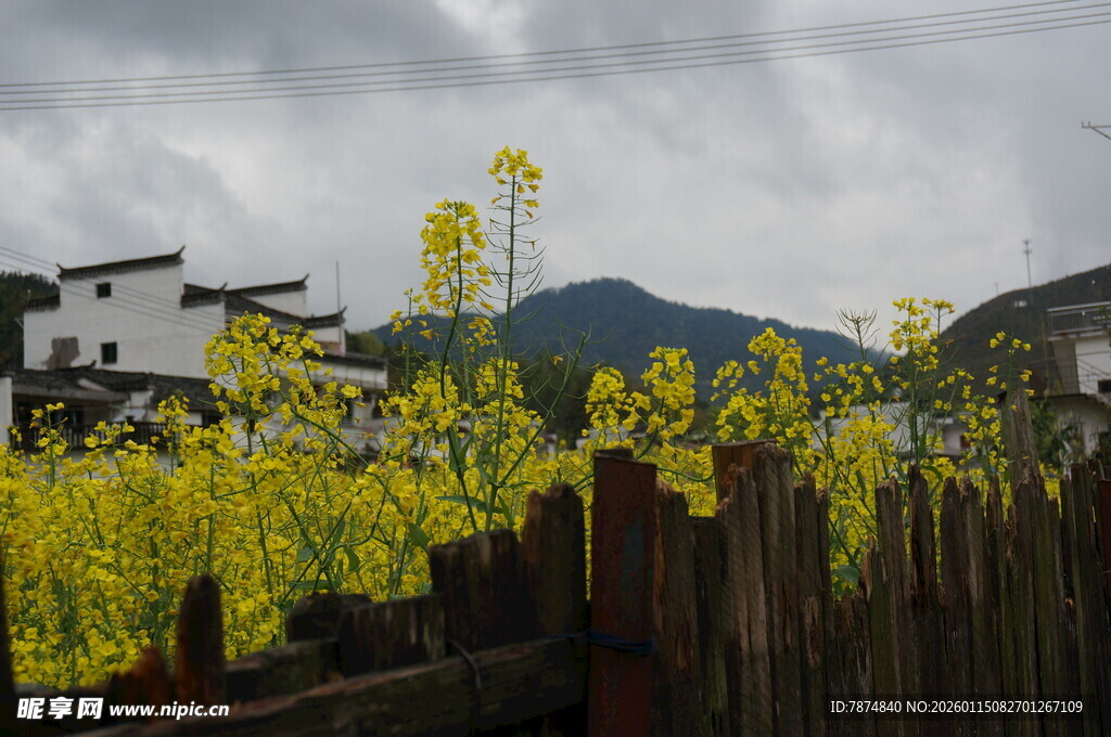 乡村田园油菜花美景