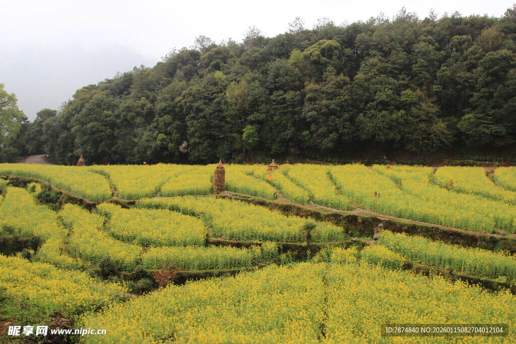 金黄梯田与葱郁山林美景