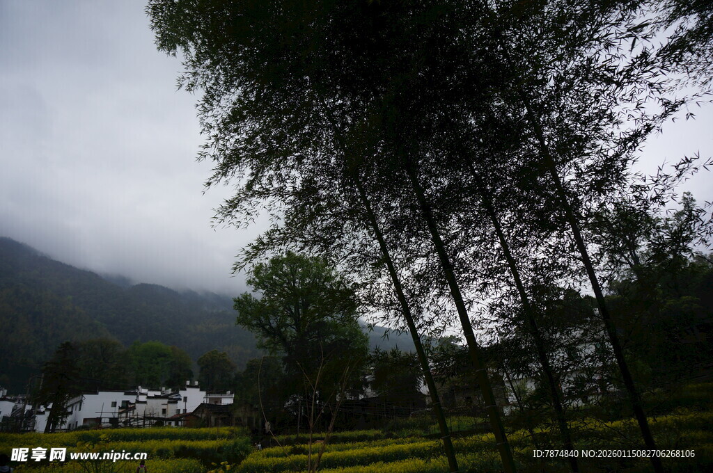 山间竹林下的田园景致