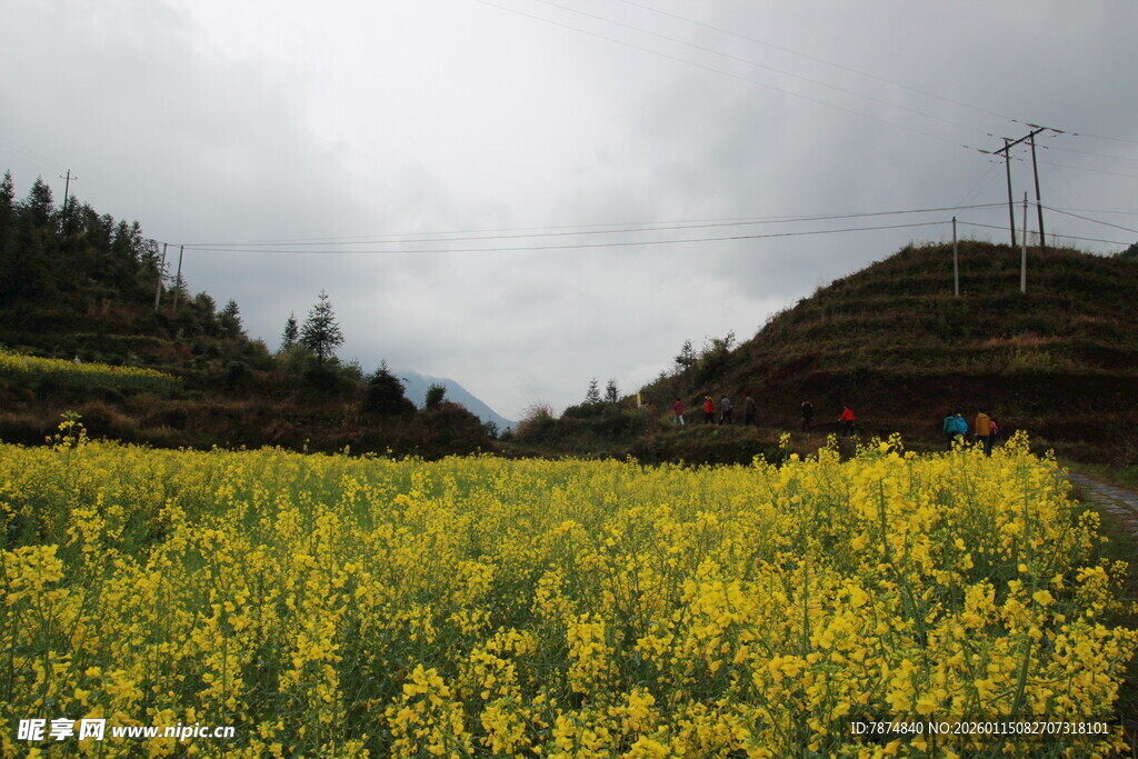 山间油菜花海美景