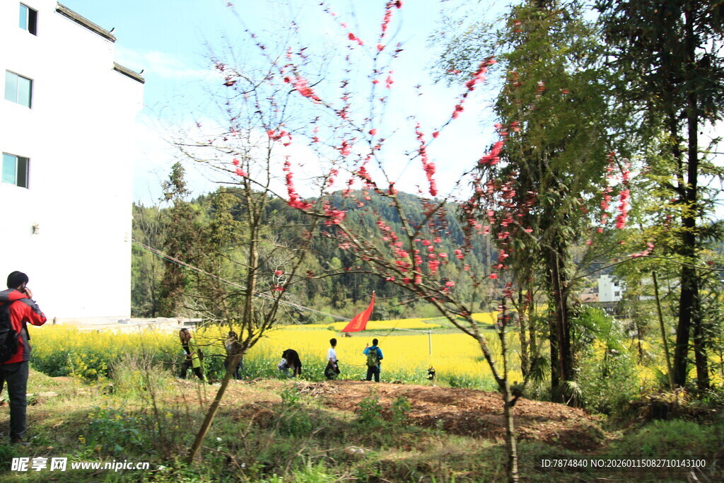 春日户外人群赏景画面