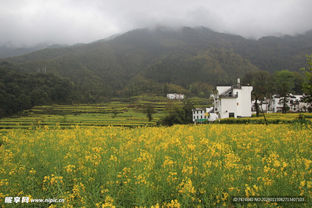 田园油菜花景 远山近舍