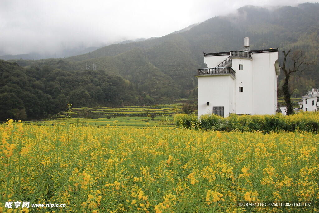 田园白屋旁的灿烂油菜花田