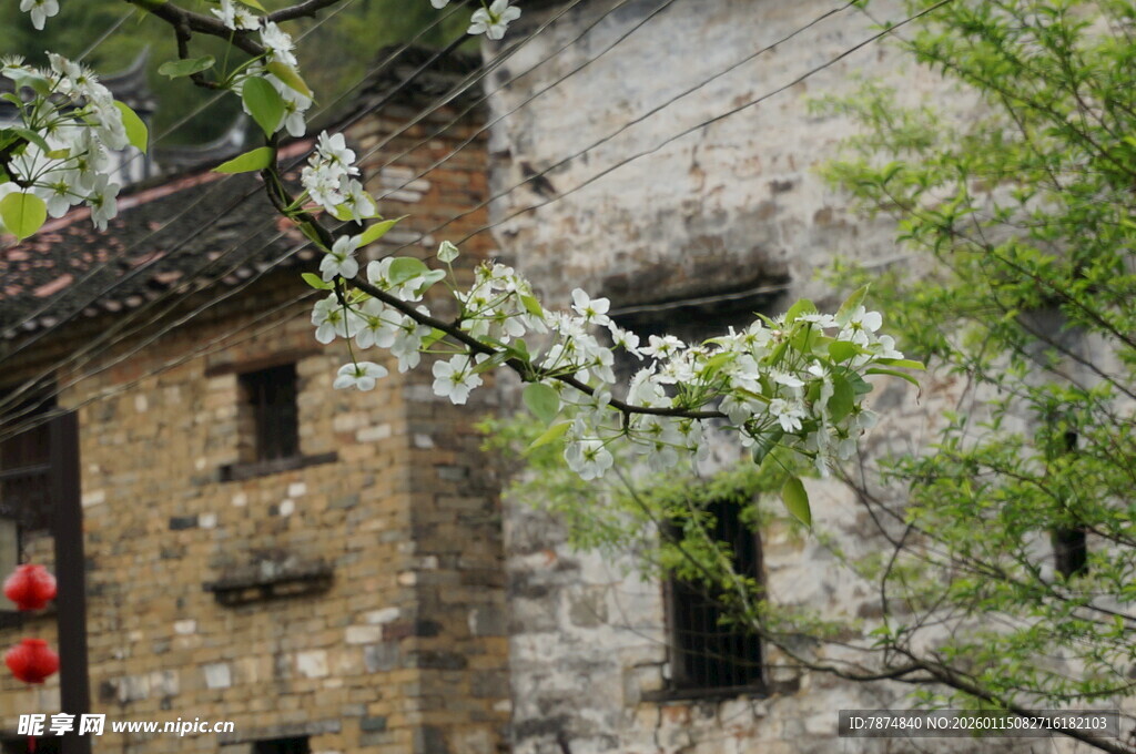 古宅旁绽放的素雅花枝