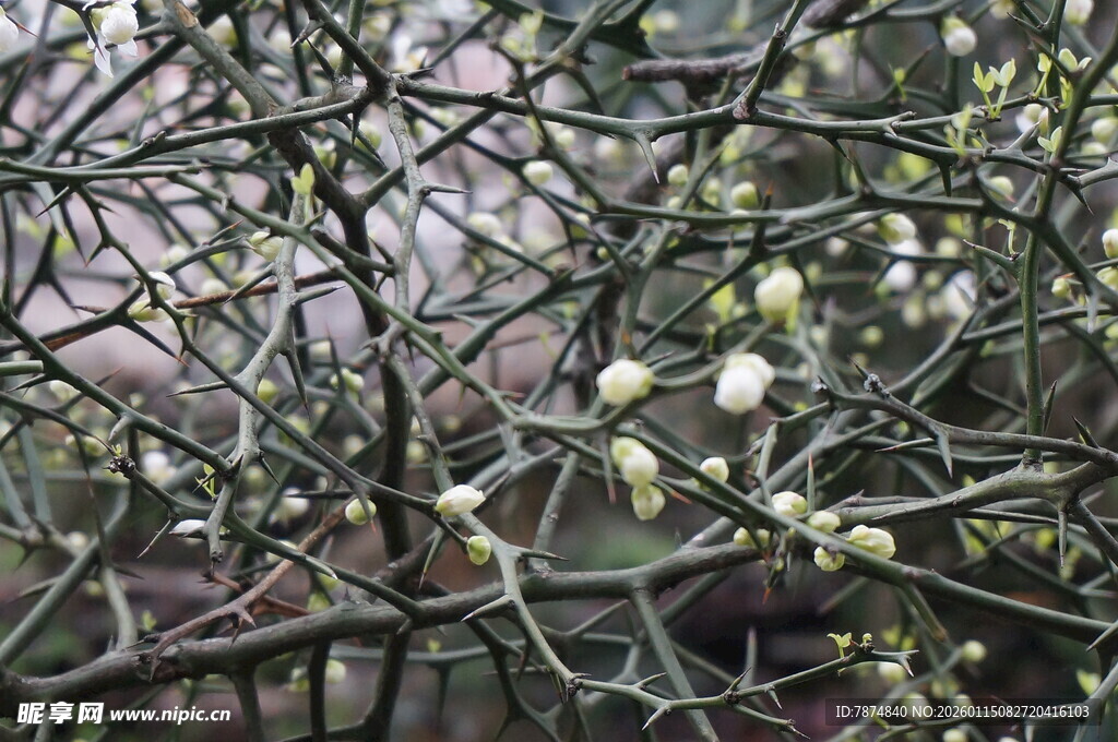 带刺植物上的白色小花