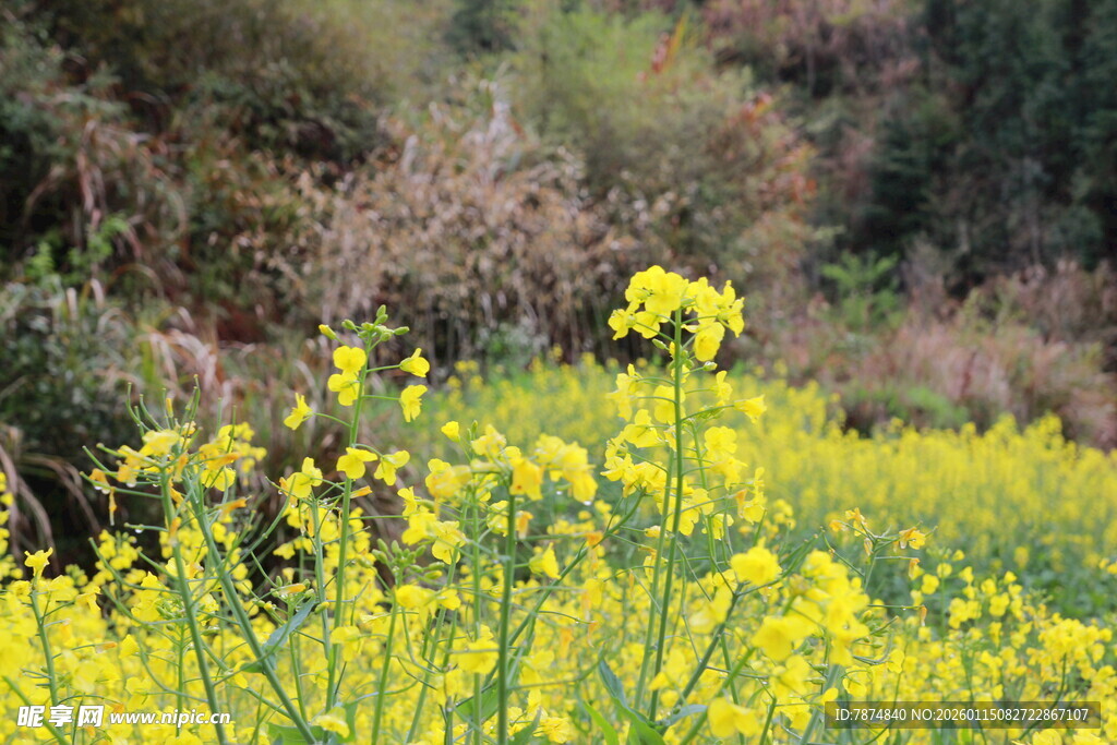 春日油菜花田美景