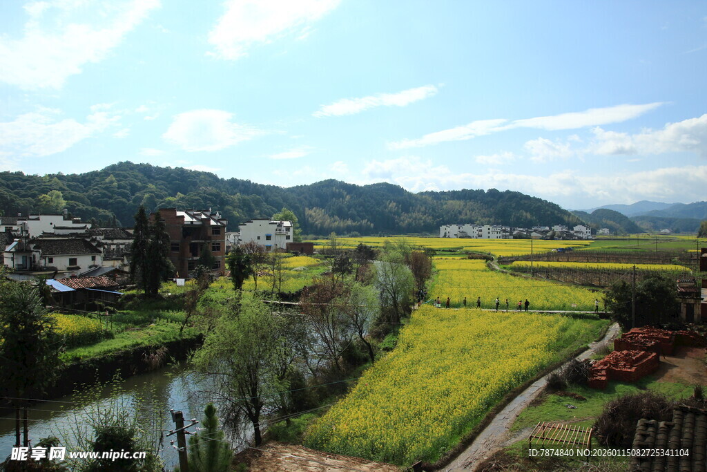 田园风光 金黄花海伴小河