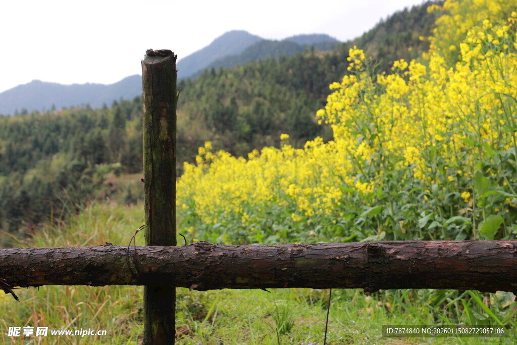 木栅栏前的灿烂油菜花田