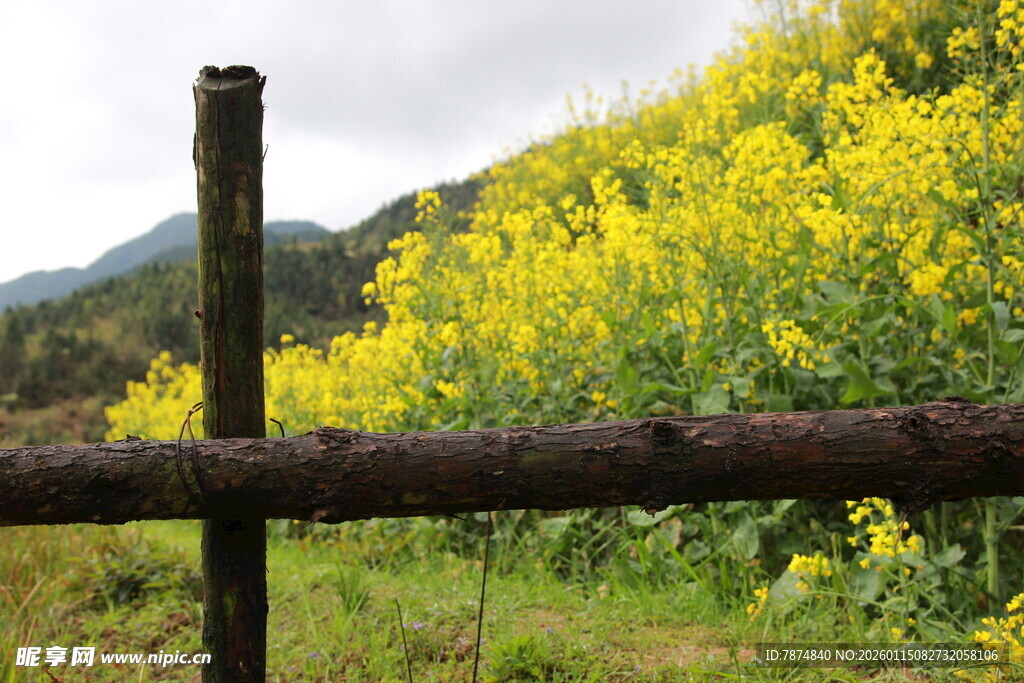 田园木栏旁的灿烂油菜花